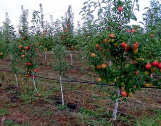 Хмельницьке господарство закладе 60 га нових садів яблуні й груші